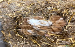 Mini Lop rabbits for sale: Mini lop babies for sale. Ready October 18th - Image 4