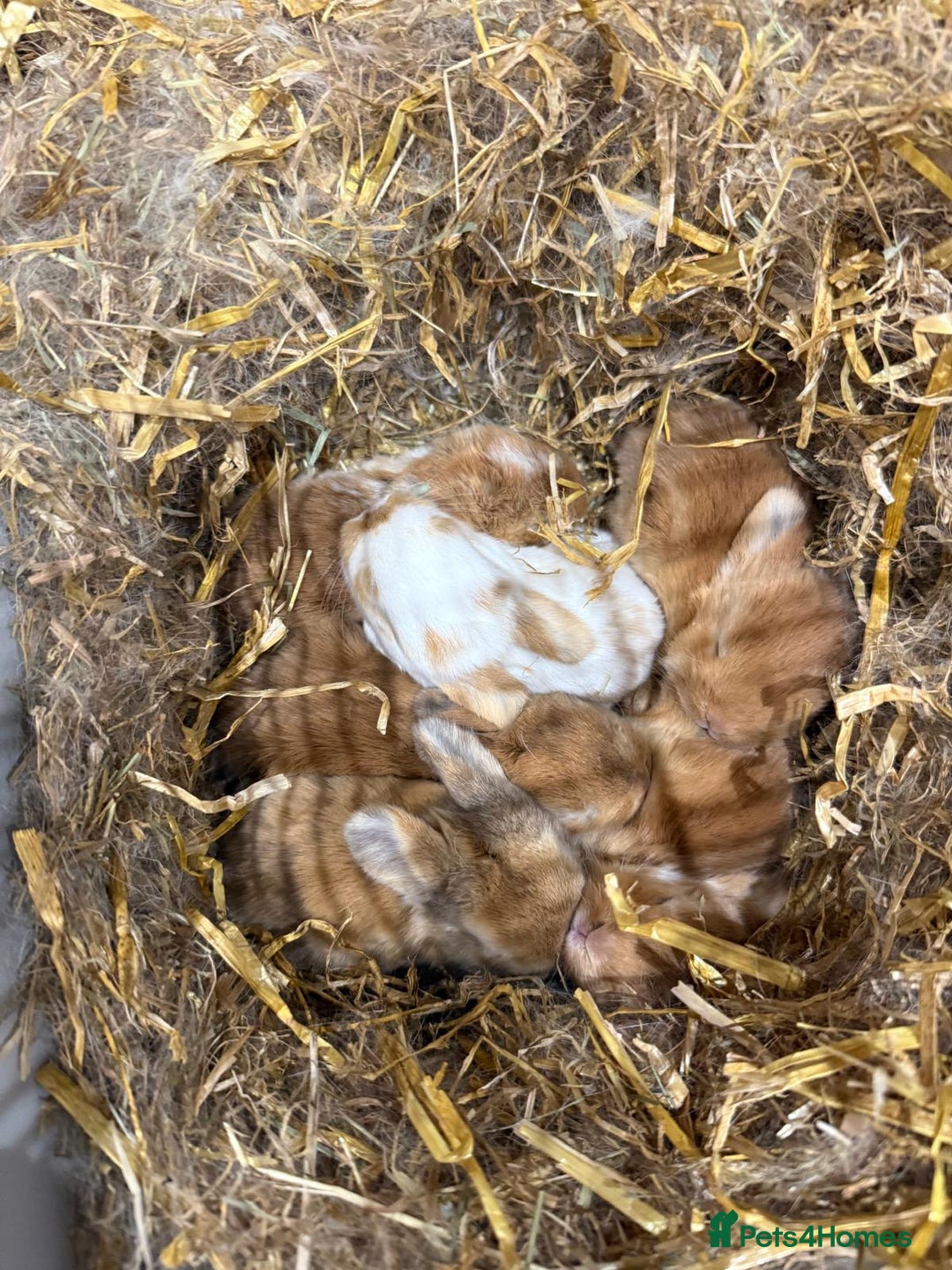 Mini Lop rabbits for sale: Mini lop babies for sale. Ready October 18th - Image 4