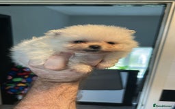 Pomeranian dogs for sale: 3 tiny girls ready now*price reduced £2000 - Advert 19