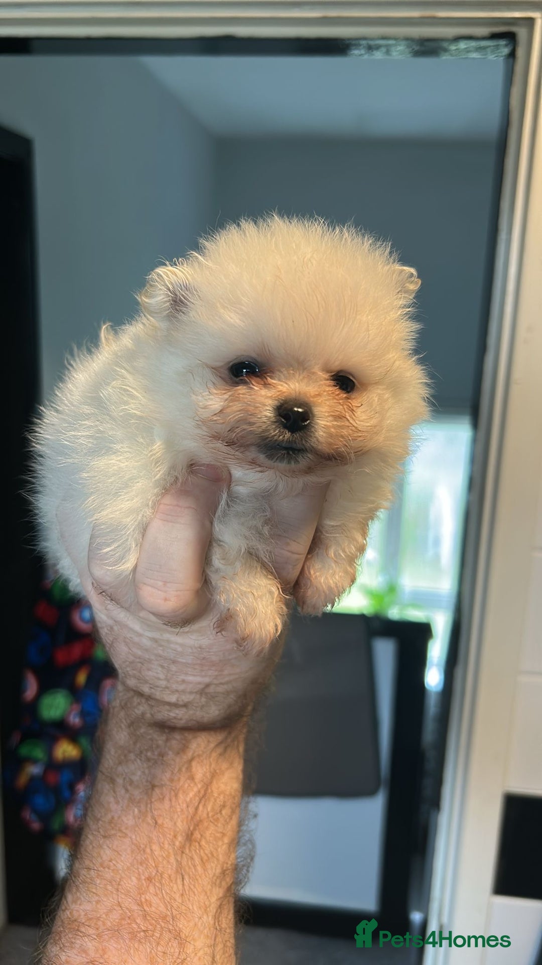 Pomeranian dogs for sale: 3 tiny girls ready now*price reduced £2000 - Advert 19