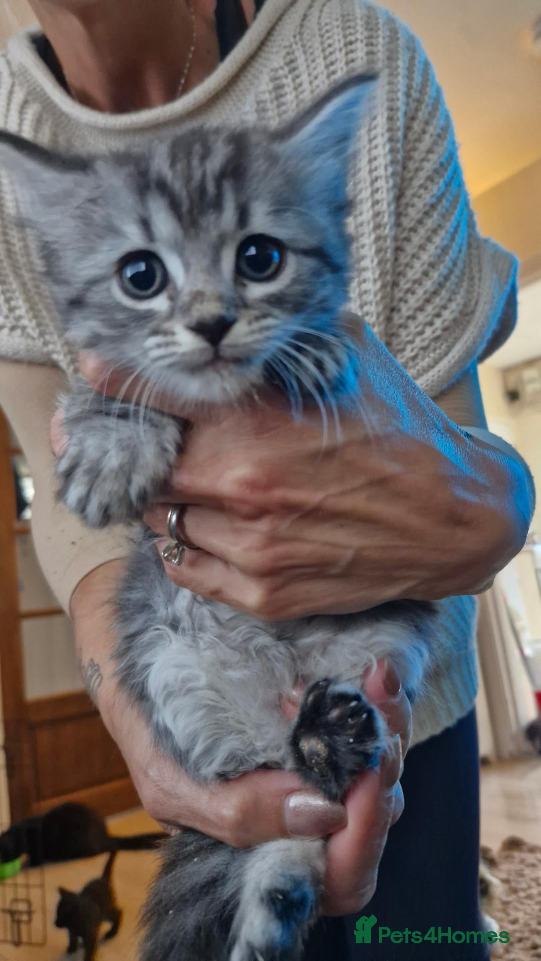 Mixed Breed cats £200 4 both. 2 girls 1 long hair 1 short  - Advert 4