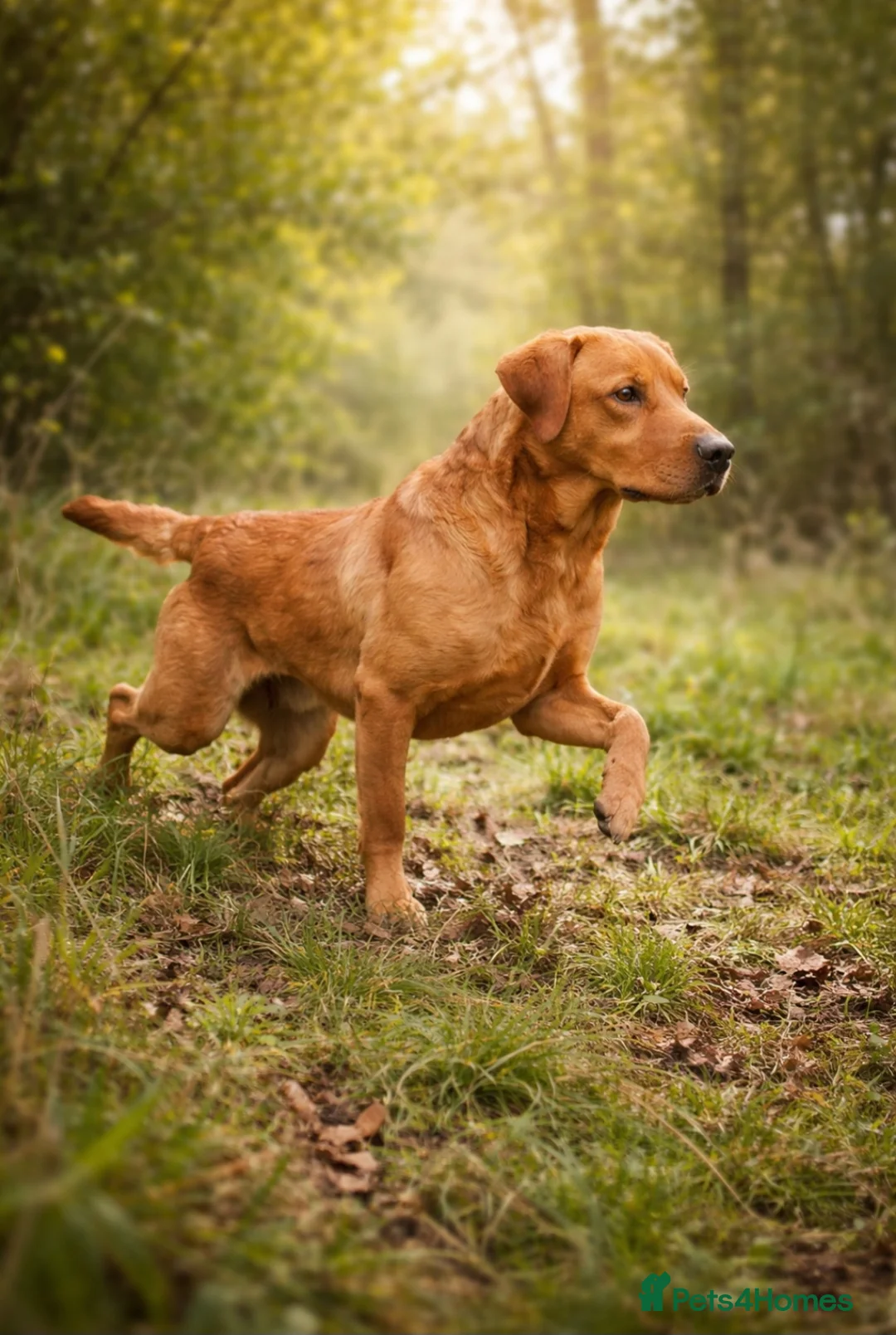 Labrador Retriever dogs for sale: Labrador litter - Advert 3