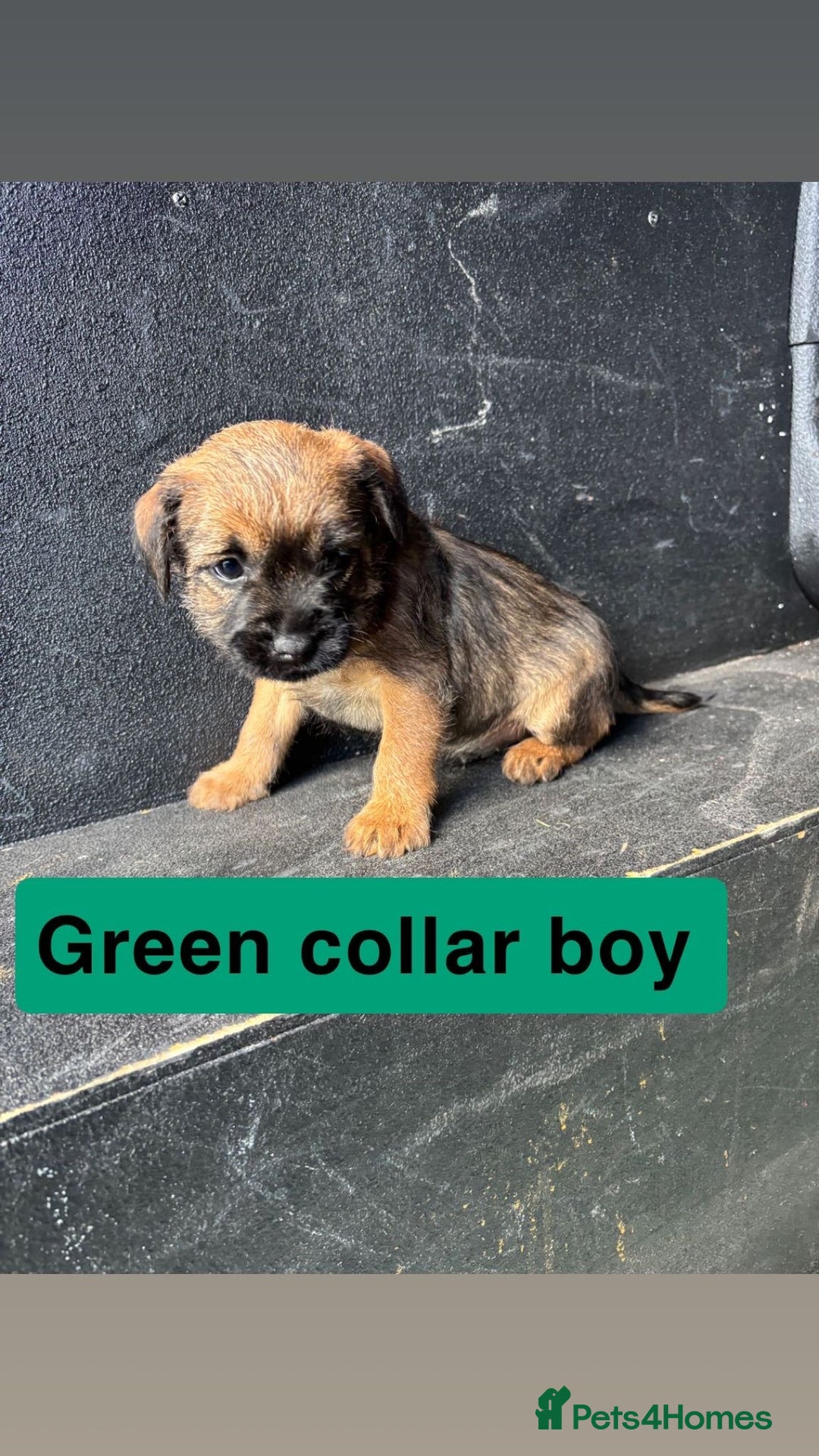 Border Terrier dogs for sale: Border terrier pups  - Advert 6