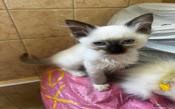 Ragdoll cats for sale: GCCF Registered Kittens - Image 19