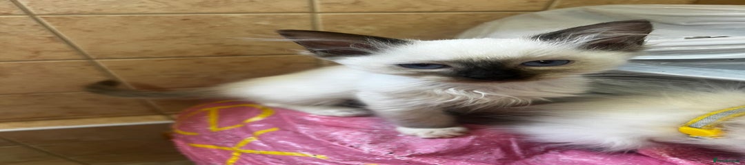 Ragdoll Kitten 9