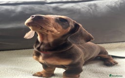 Miniature Dachshund dogs for sale: Adorable miniature daschunds - Image 3
