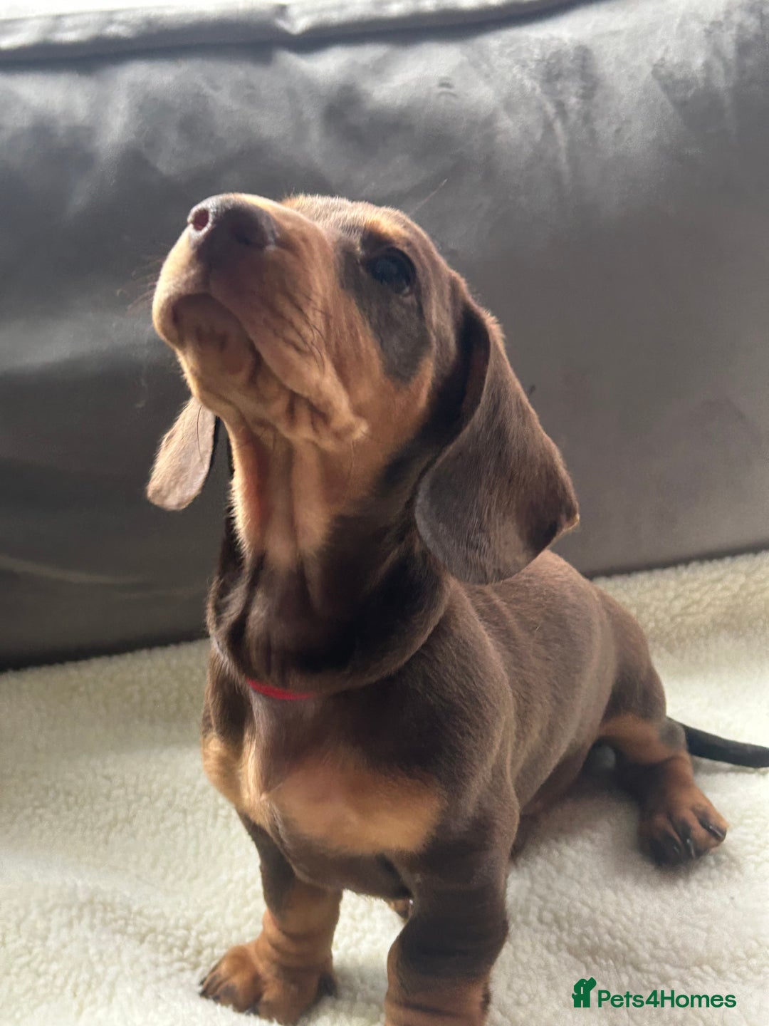Miniature Dachshund dogs for sale: Adorable miniature daschunds - Image 3