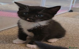 British Shorthair cats for sale: Black and tuxedo baby kittens in Bicester - Image 29