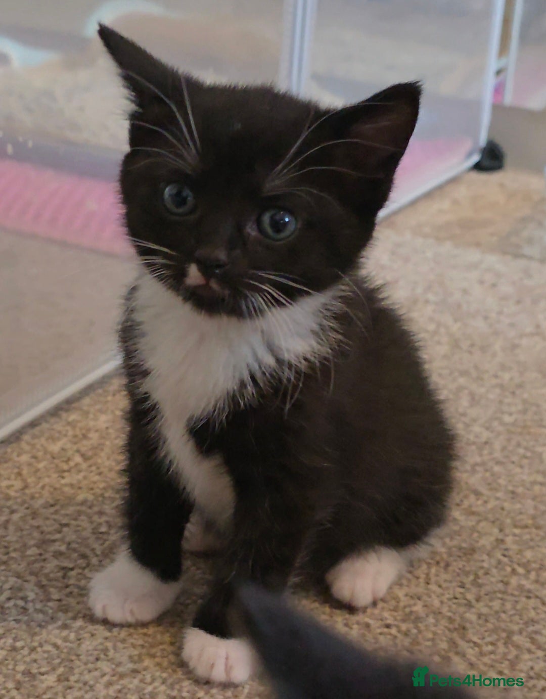 British Shorthair cats for sale: Black and tuxedo baby kittens in Bicester - Image 29