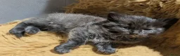 Ragdoll cats for sale: Pair of Ragdoll/Tabby Kittens ..... Bear & Tia  - Advert 13
