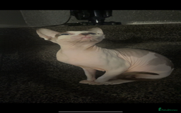 Sphynx cats for sale: Beautiful sphynx kittens  - Image 8