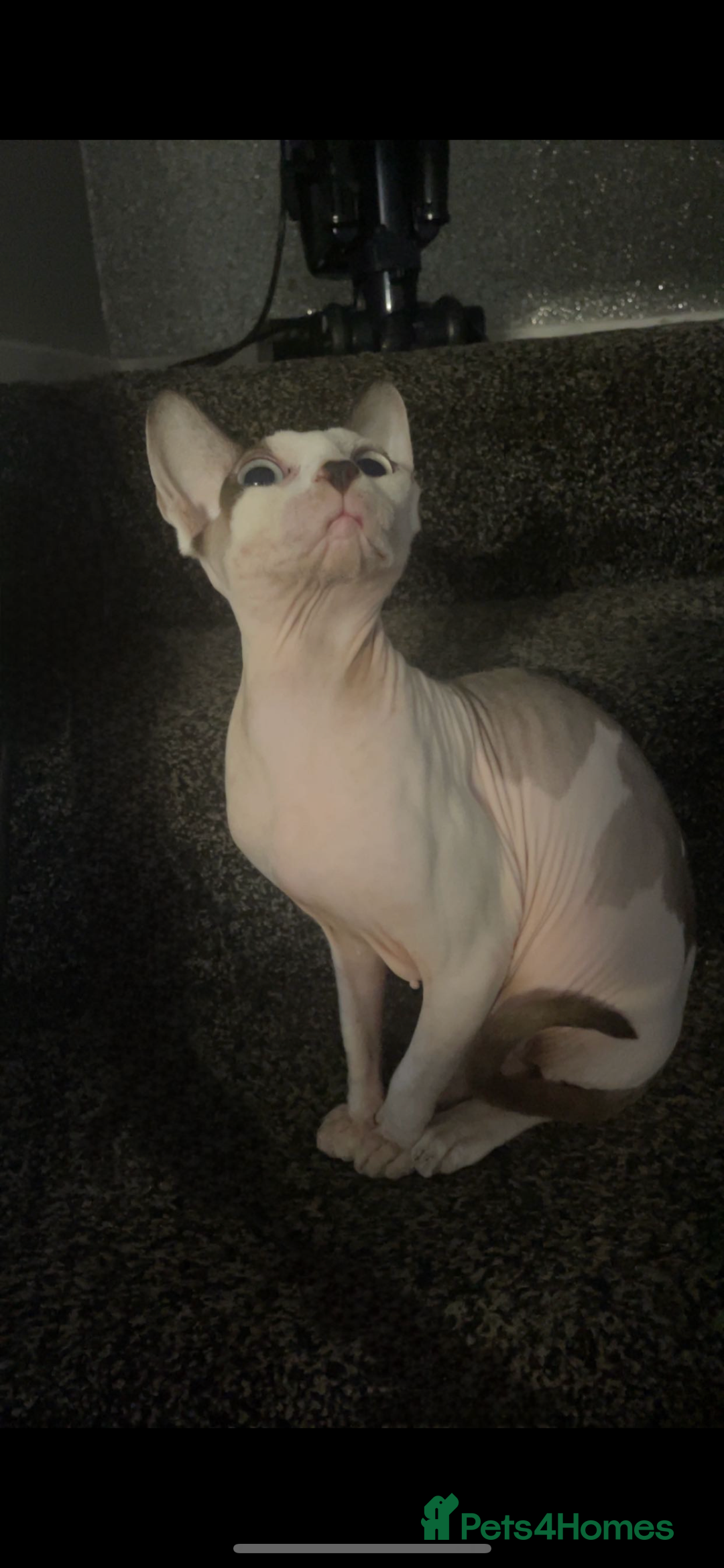 Sphynx cats for sale: Beautiful sphynx kittens  - Image 8