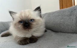 Ragdoll cats for sale: Gorgeous ragdoll kitten - Image 20