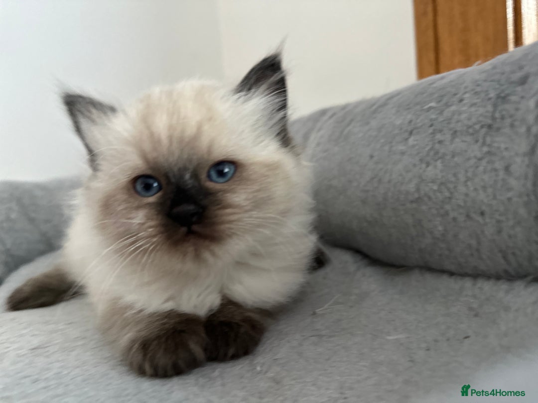 Ragdoll cats for sale: Gorgeous ragdoll kitten - Image 20
