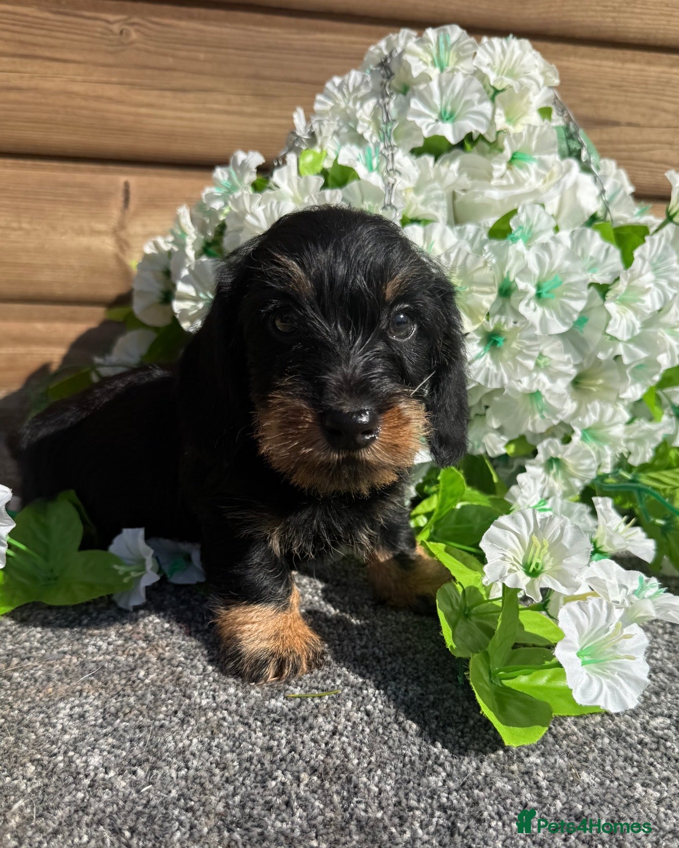 Miniature Dachshund dogs 🩷Beautiful Mini Wire Haired Dachshund Puppies🧡 - Advert 4
