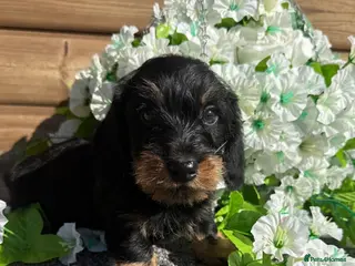 Miniature Dachshund dogs 🩷Beautiful Mini Wire Haired Dachshund Puppies🧡 - Advert 6