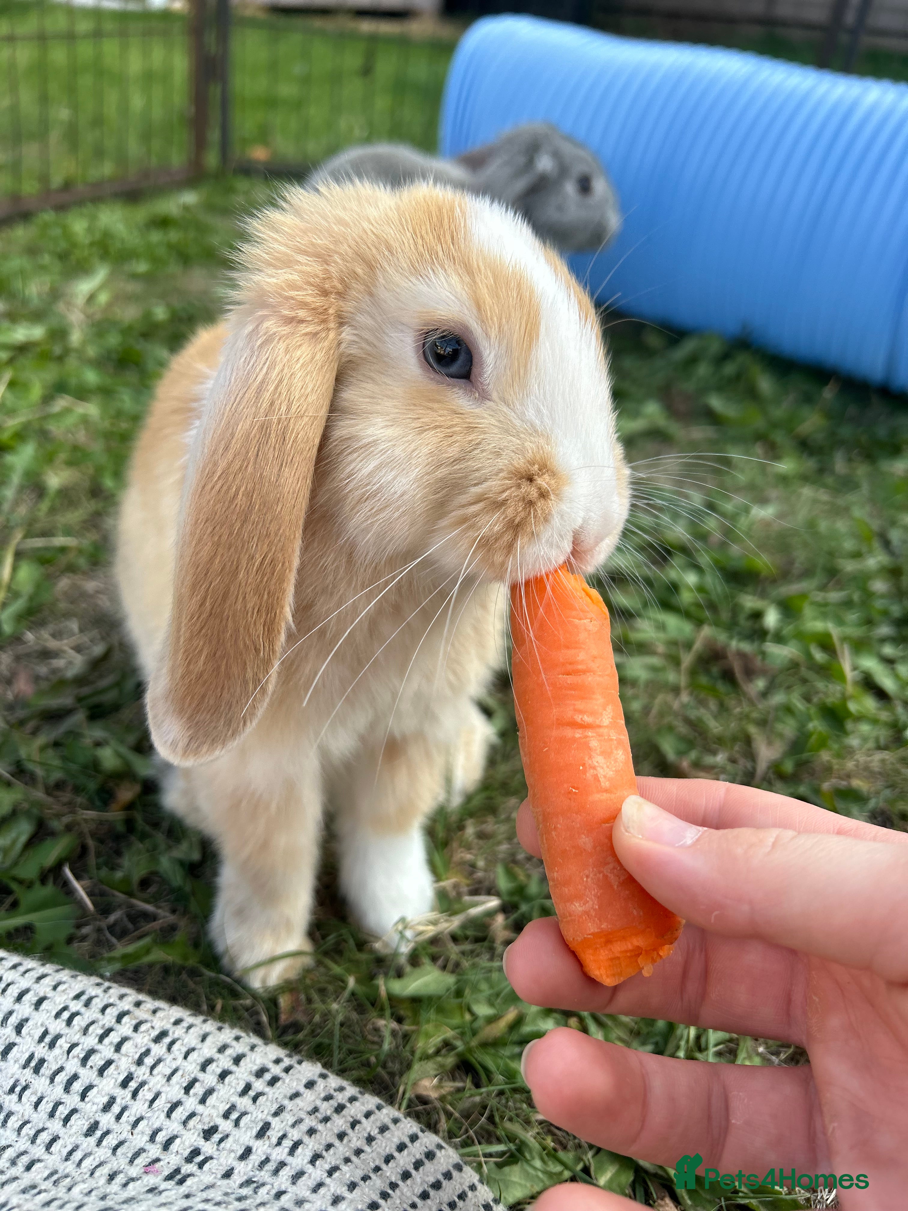English Lop rabbits Strawberry Blonde lop ear bunny ! 🍓 - Advert 3