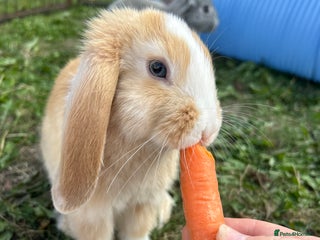 English Lop rabbits Strawberry Blonde lop ear bunny ! 🍓 - Advert 2