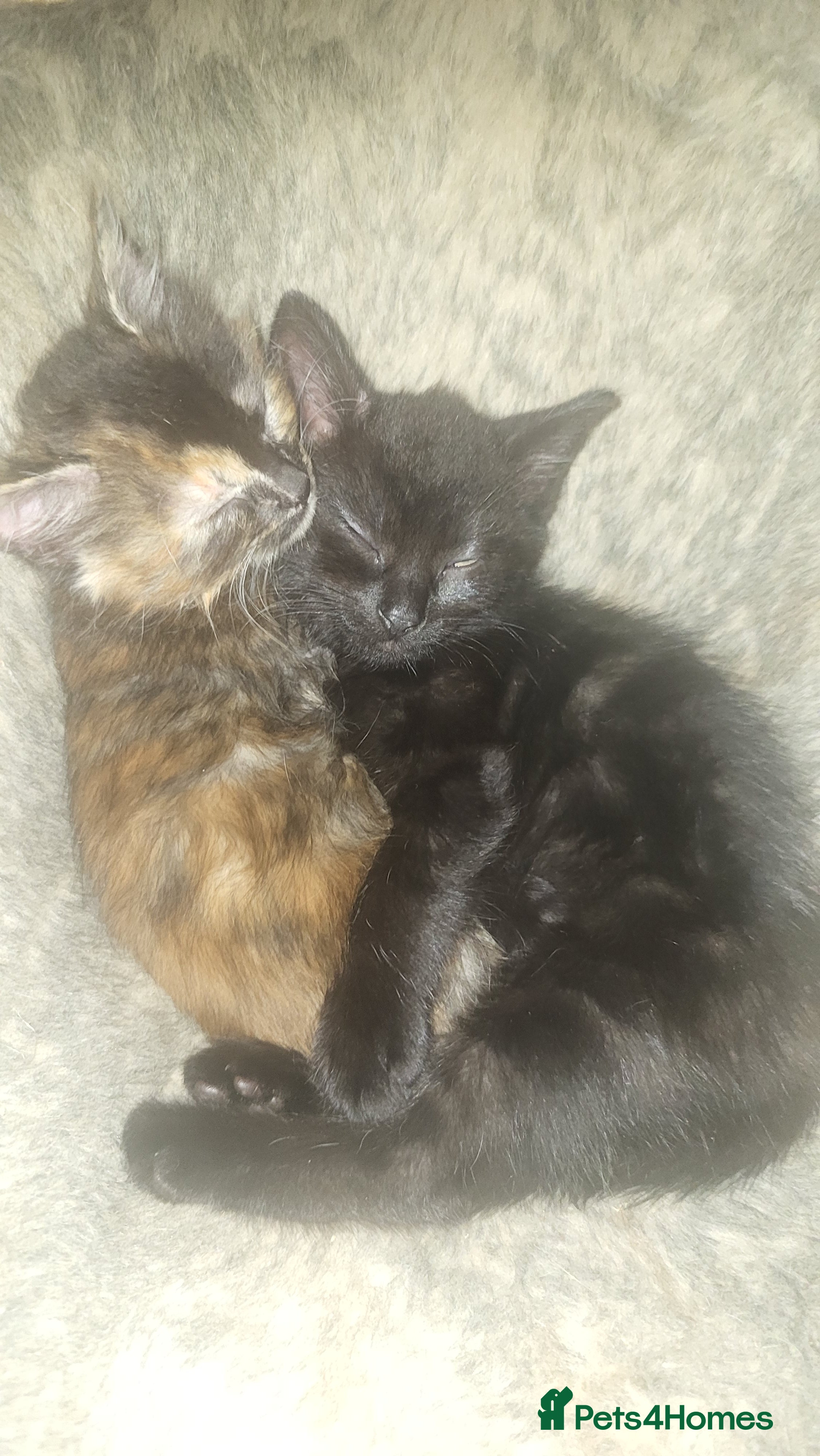 Mixed Breed cats Mixed breed kittens - Advert 17