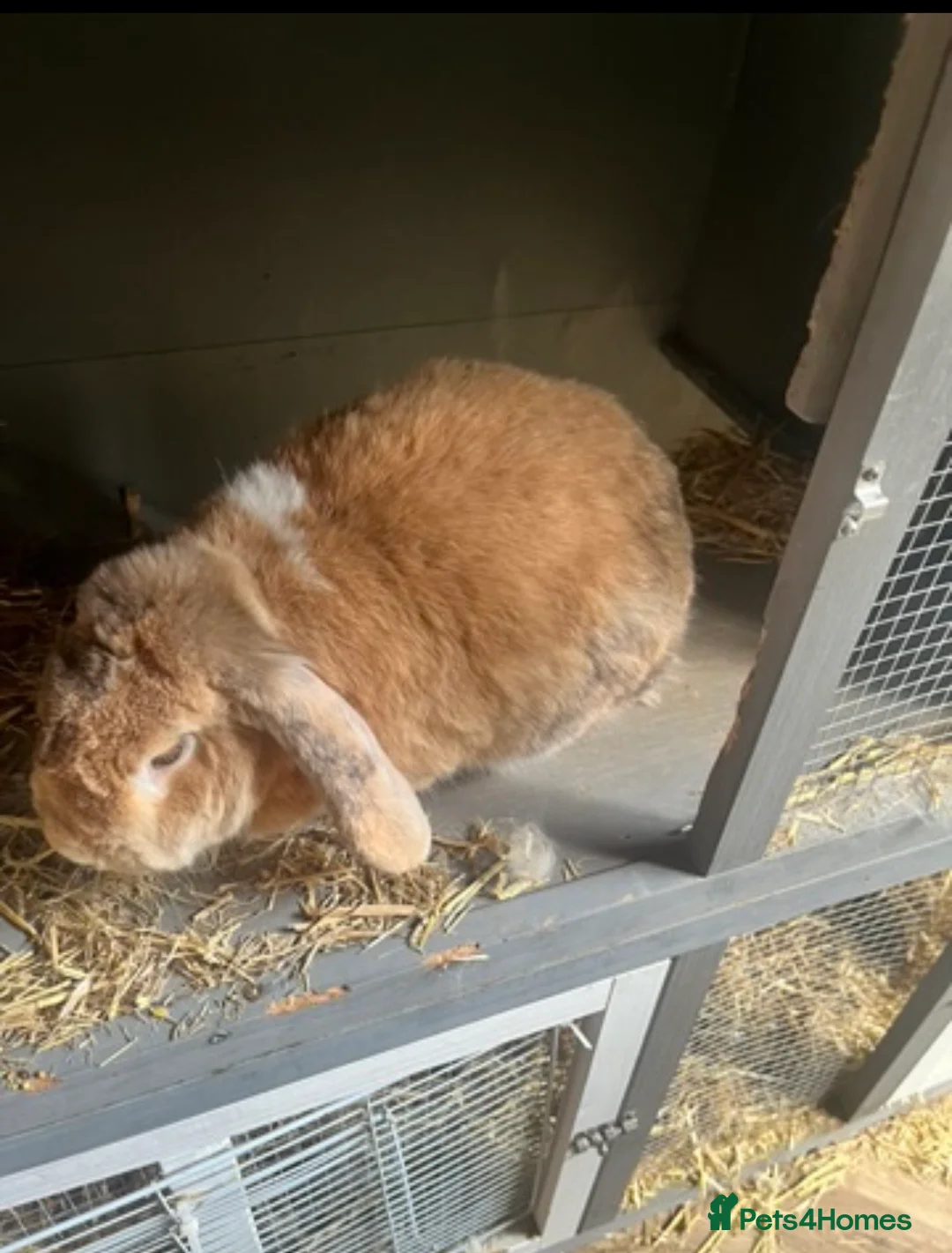 Mixed Breed rabbits for sale: Male rabbit 2 years old to rehome - Advert 2