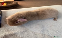 Guinea Pig rodents for sale: Lilac “Teddy” 1 year old guinea pig for sale :)  - Image 1