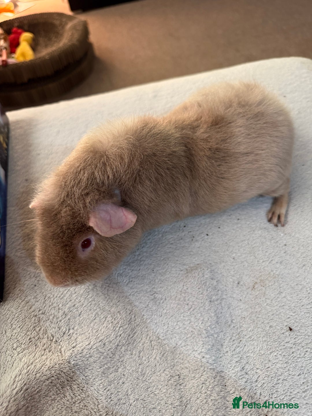 Guinea Pig rodents for sale: Lilac “Teddy” 1 year old guinea pig for sale :)  - Image 1