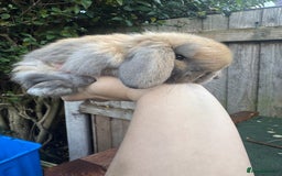 Mini Lop rabbits for sale: TOP QUALITY baby mini lops - Image 11