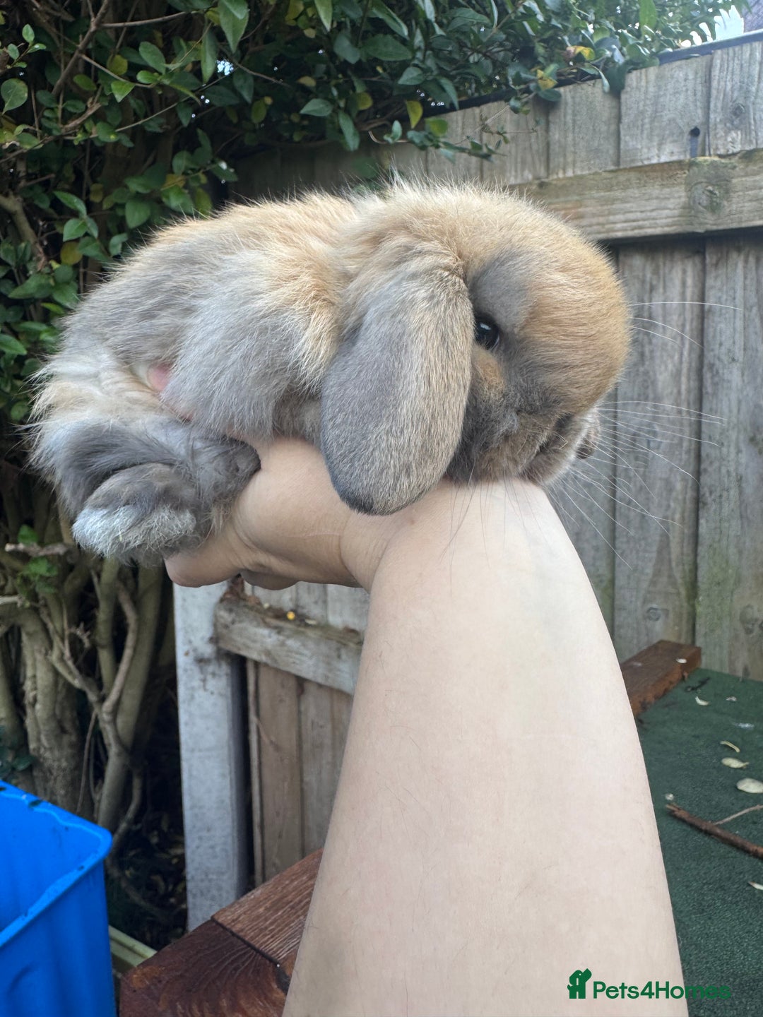 Mini Lop rabbits for sale: TOP QUALITY baby mini lops - Image 11