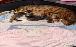 Bengal cats for sale: 😍3 Beautiful Bouncy Bengals Need A Home 😍 - Image 2