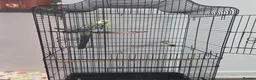 Parrots birds for sale: Pale rosetta  - Advert 2
