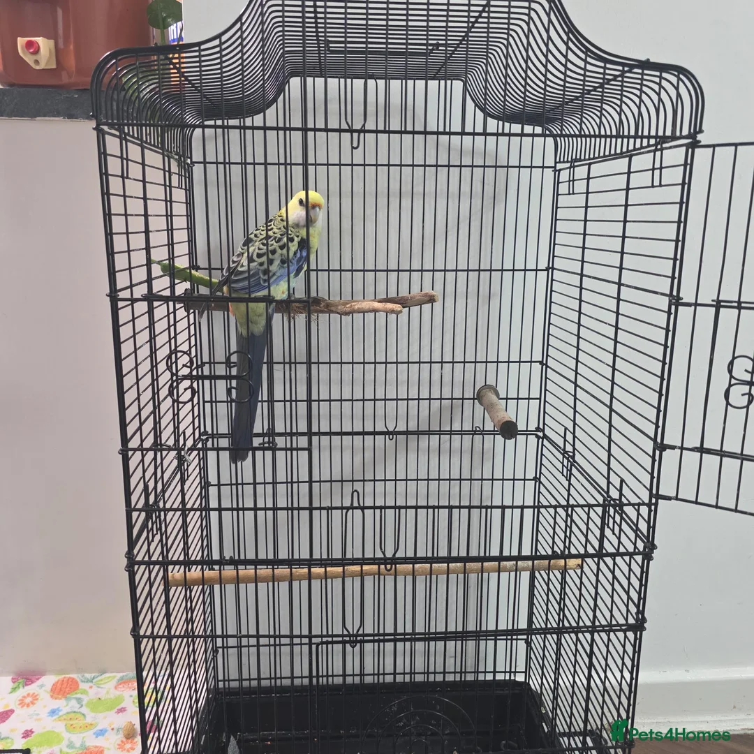 Parrots birds for sale: Pale rosetta  - Advert 2