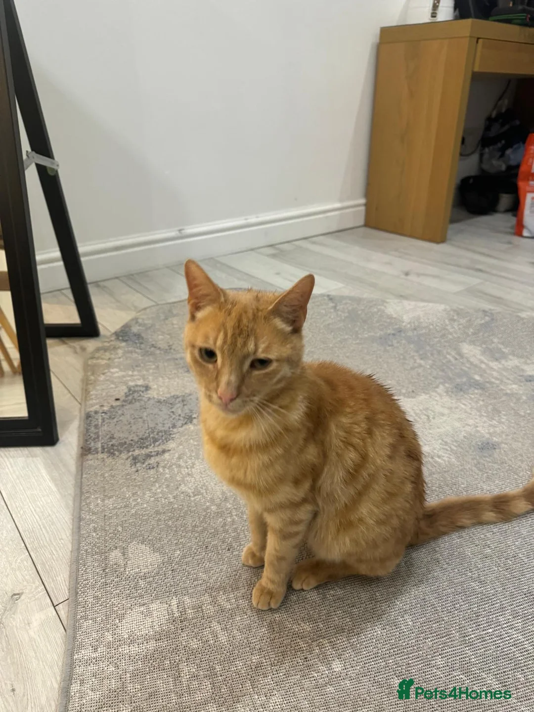 Mixed Breed cats for sale: Cappuccino – affectionate 1-year-old Ragdoll cross - Advert 5