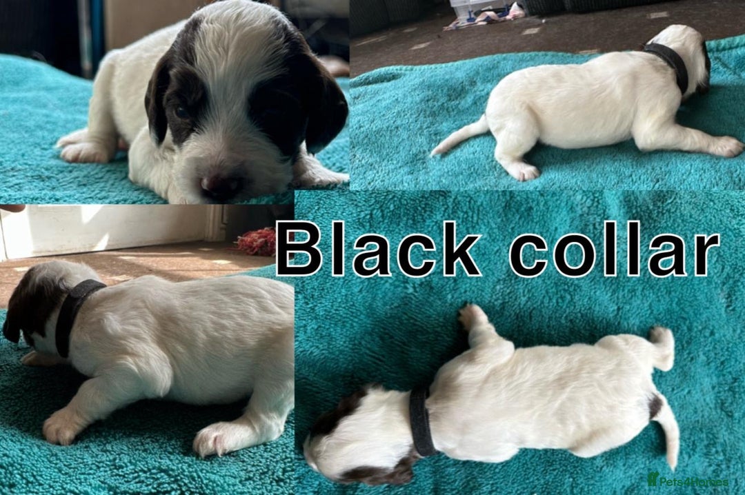 Sprocker dogs for sale: Sprocker for sale - Image 8