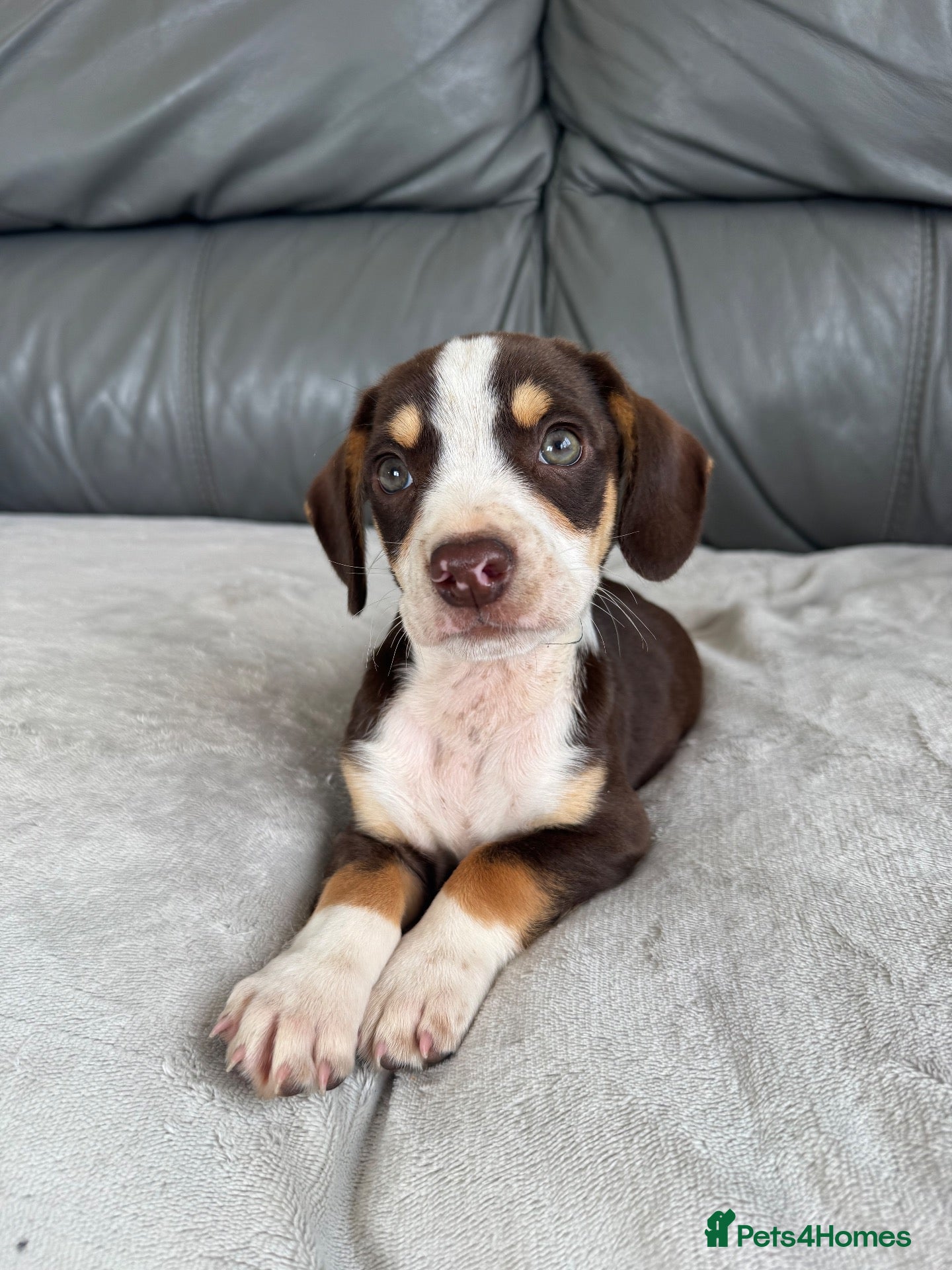 Mixed Breed dogs CHI SPANIEL PUPPIES READY 5th SEP - Advert 8