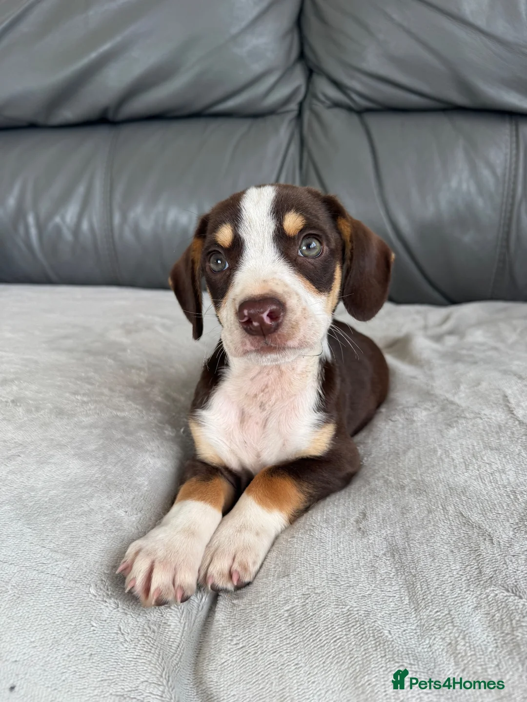 Mixed Breed dogs for sale: CHI SPANIEL PUPPIES READY 5th SEP - Advert 1