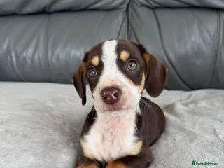 Mixed Breed dogs CHI SPANIEL PUPPIES READY 5th SEP - Advert 8
