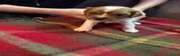 Cavalier King Charles Spaniel dogs for sale: King Charles puppies  - Advert 8