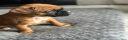 Boxer dogs for sale: Beautiful Kc boxer puppies  - Advert 16
