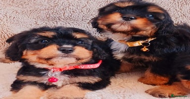 Cavapoo dogs - Advert 1