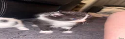 Domestic Shorthair cats for sale: 5 beautiful kittens for sale in Wigan - Advert 12