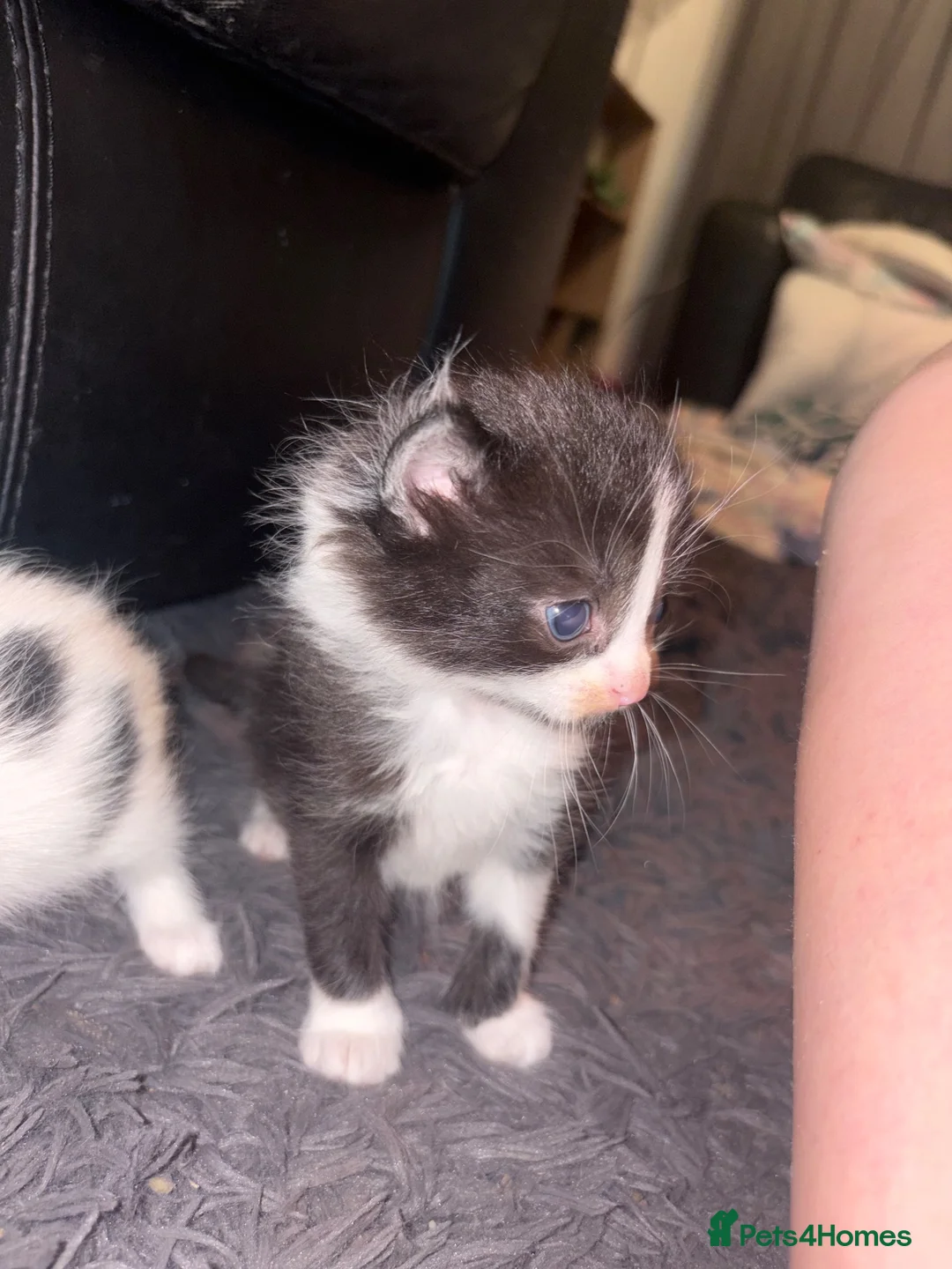 Domestic Shorthair cats for sale: 5 beautiful kittens for sale in Wigan - Advert 12