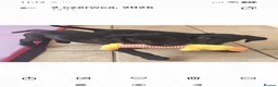 Labrador Retriever dogs for sale: Exceptional Home Raised Labrador Puppies - Advert 10
