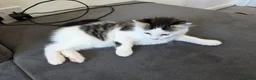 Mixed Breed cats for sale: 1 male kitten - Advert 14