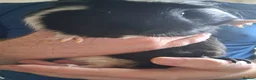 Guinea Pig rodents for sale: Two male guinea pigs in Newtownabbey - Advert 6
