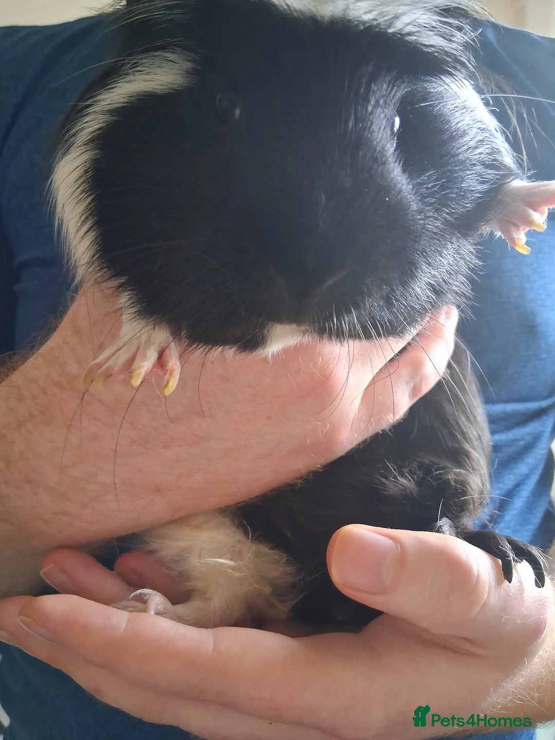 Guinea Pig rodents for sale: Two male guinea pigs in Newtownabbey - Advert 6