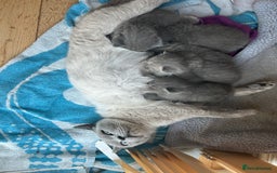 British Shorthair cats for sale: Stunning British Blue Short Hair Kittens - Image 9