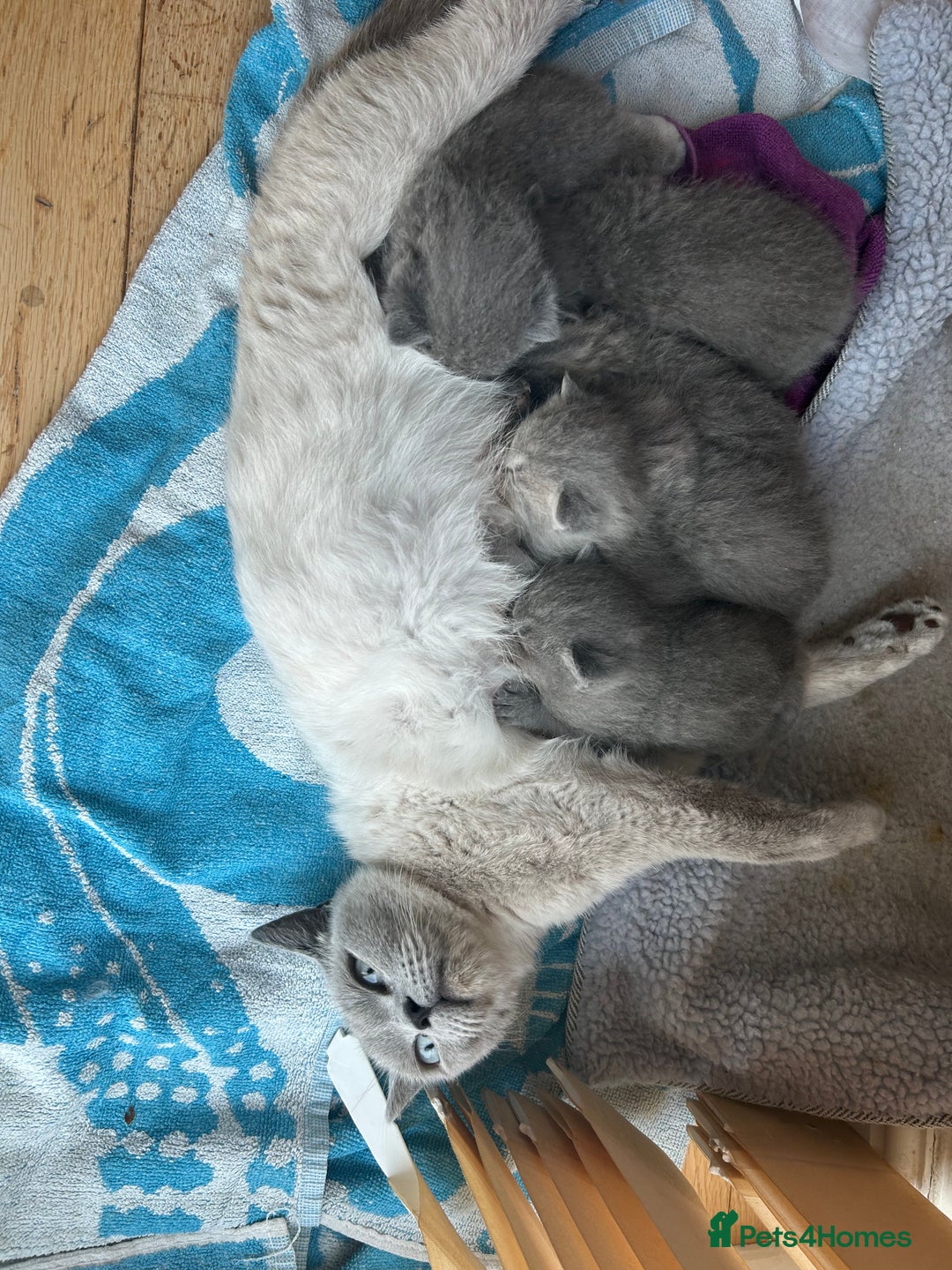 British Shorthair cats for sale: Stunning British Blue Short Hair Kittens - Image 9