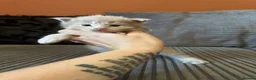 Maine Coon cats for sale: 🧡 Two Male Maine Coon Babies🧡 - Advert 10