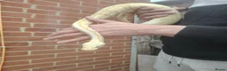 Python Snake reptiles for sale: Gorgeous male and female ball python  - Advert 4