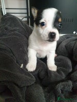 Mixed Breed dogs Small and cute jack Russell girl - Advert 3